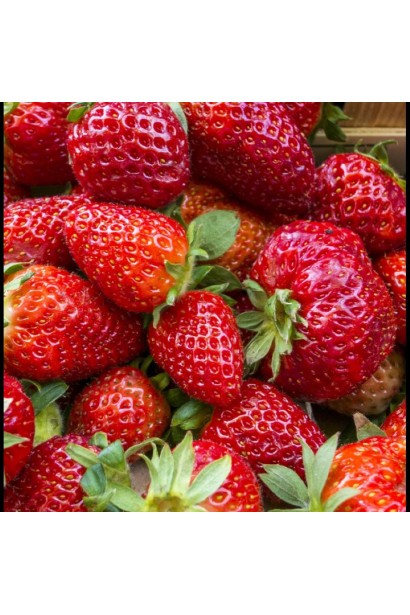 Полуниці садові Дарселект - світло-червоні блискучі ягоди